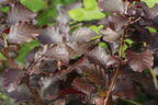 Blutbuche 'Purpurea' - Fagus sylvatica 'Purpurea'