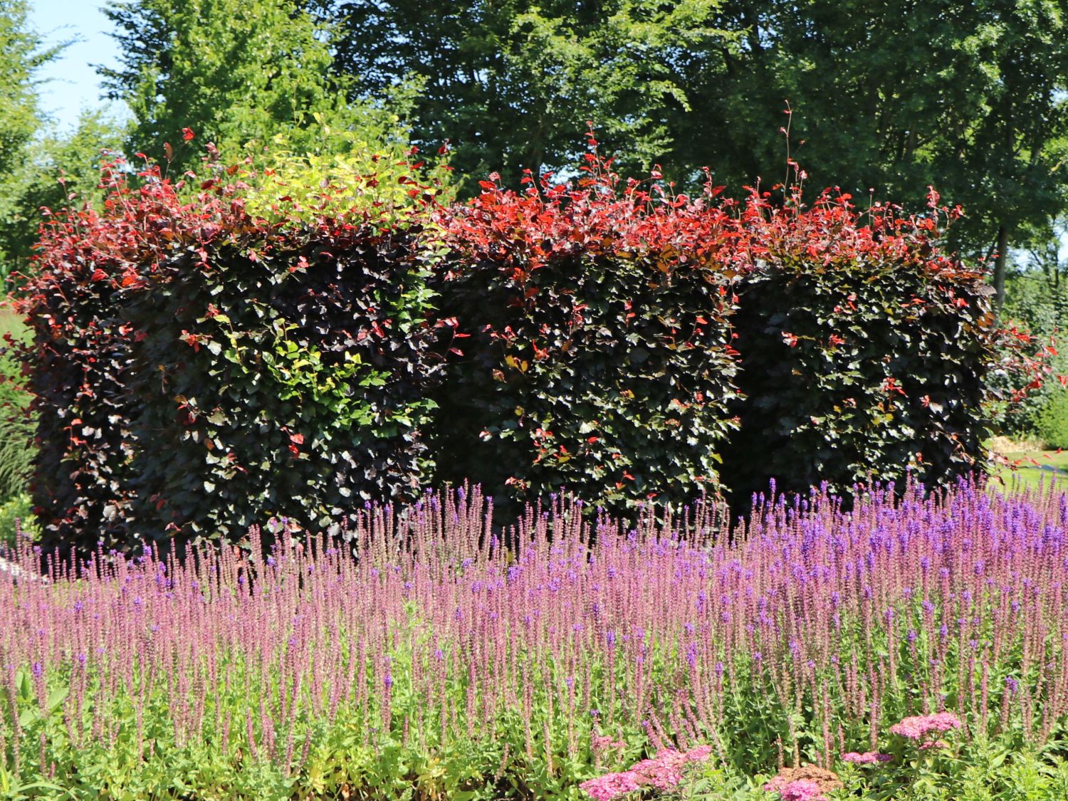 Blutbuche 'Purpurea' - Fagus sylvatica 'Purpurea'