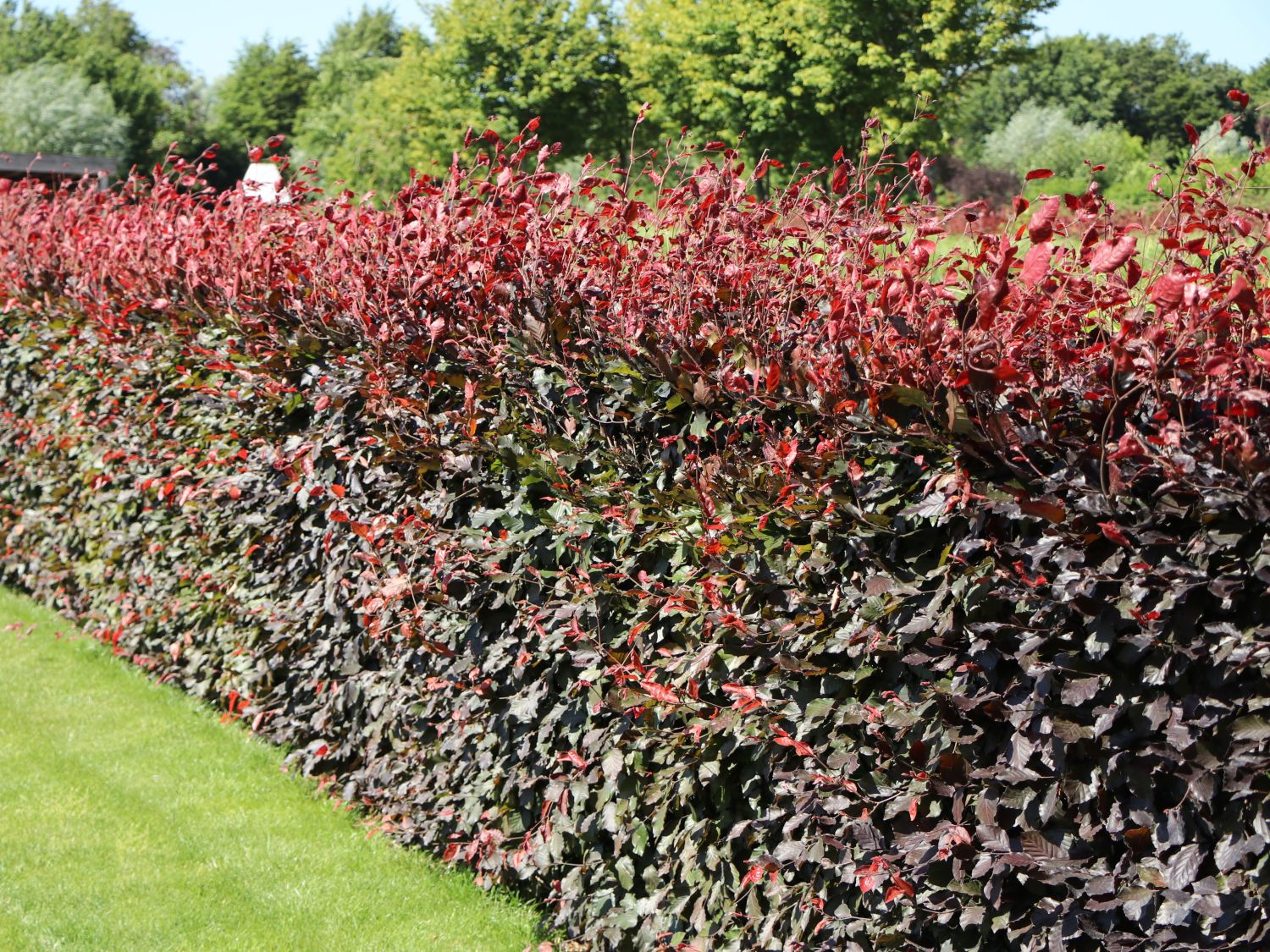 Blutbuche 'Purpurea' - Fagus sylvatica 'Purpurea'