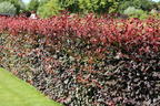 Blutbuche 'Purpurea' - Fagus sylvatica 'Purpurea'