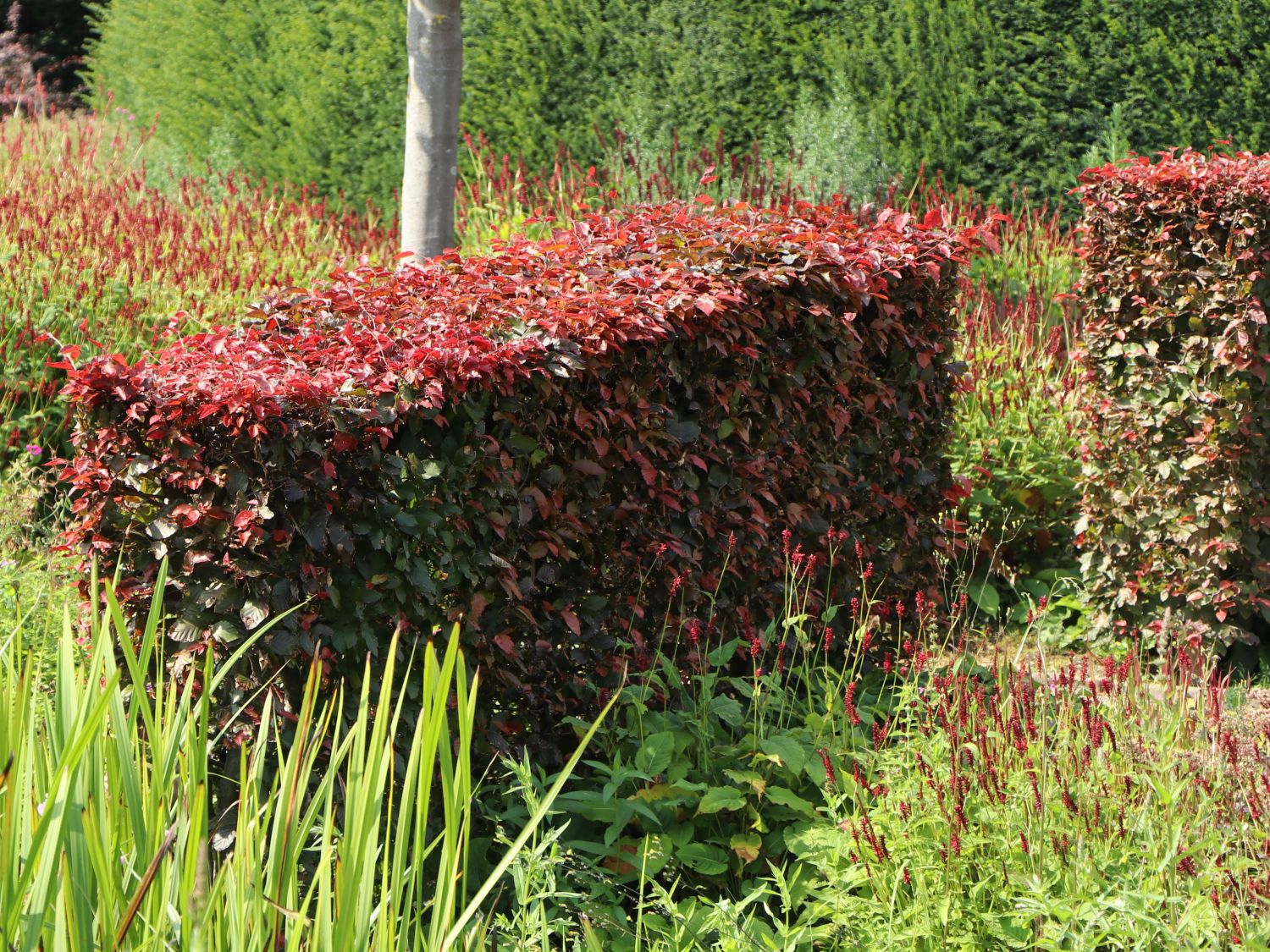 Blutbuche 'Purpurea' - Fagus sylvatica 'Purpurea'