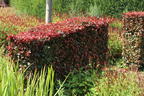 Blutbuche 'Purpurea' - Fagus sylvatica 'Purpurea'
