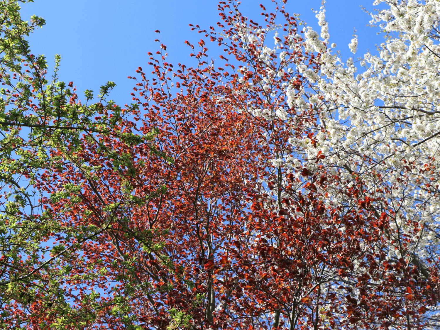 Blutbuche 'Purpurea' - Fagus sylvatica 'Purpurea'