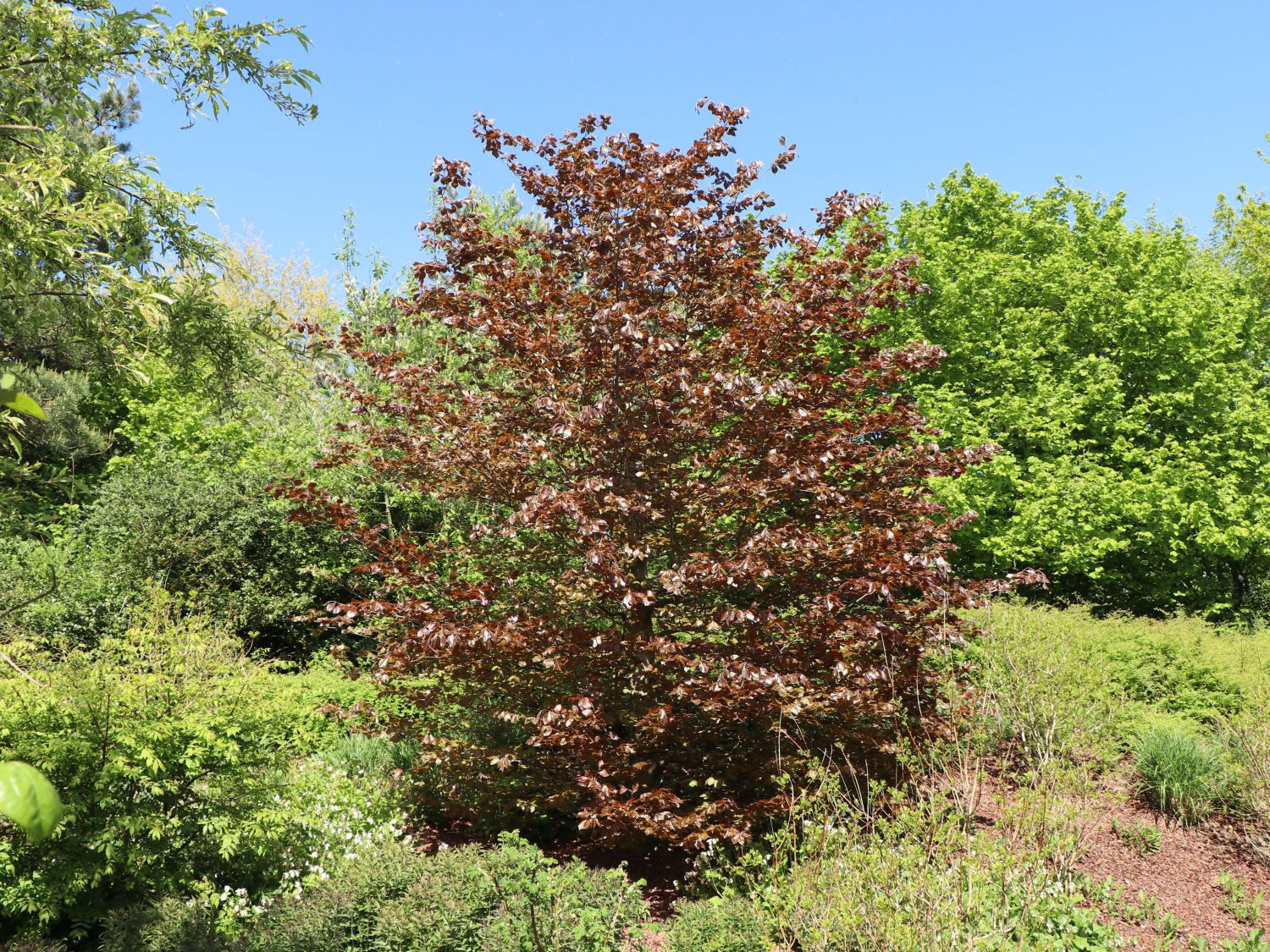 Blutbuche 'Purpurea' - Fagus sylvatica 'Purpurea'