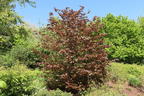 Blutbuche 'Purpurea' - Fagus sylvatica 'Purpurea'