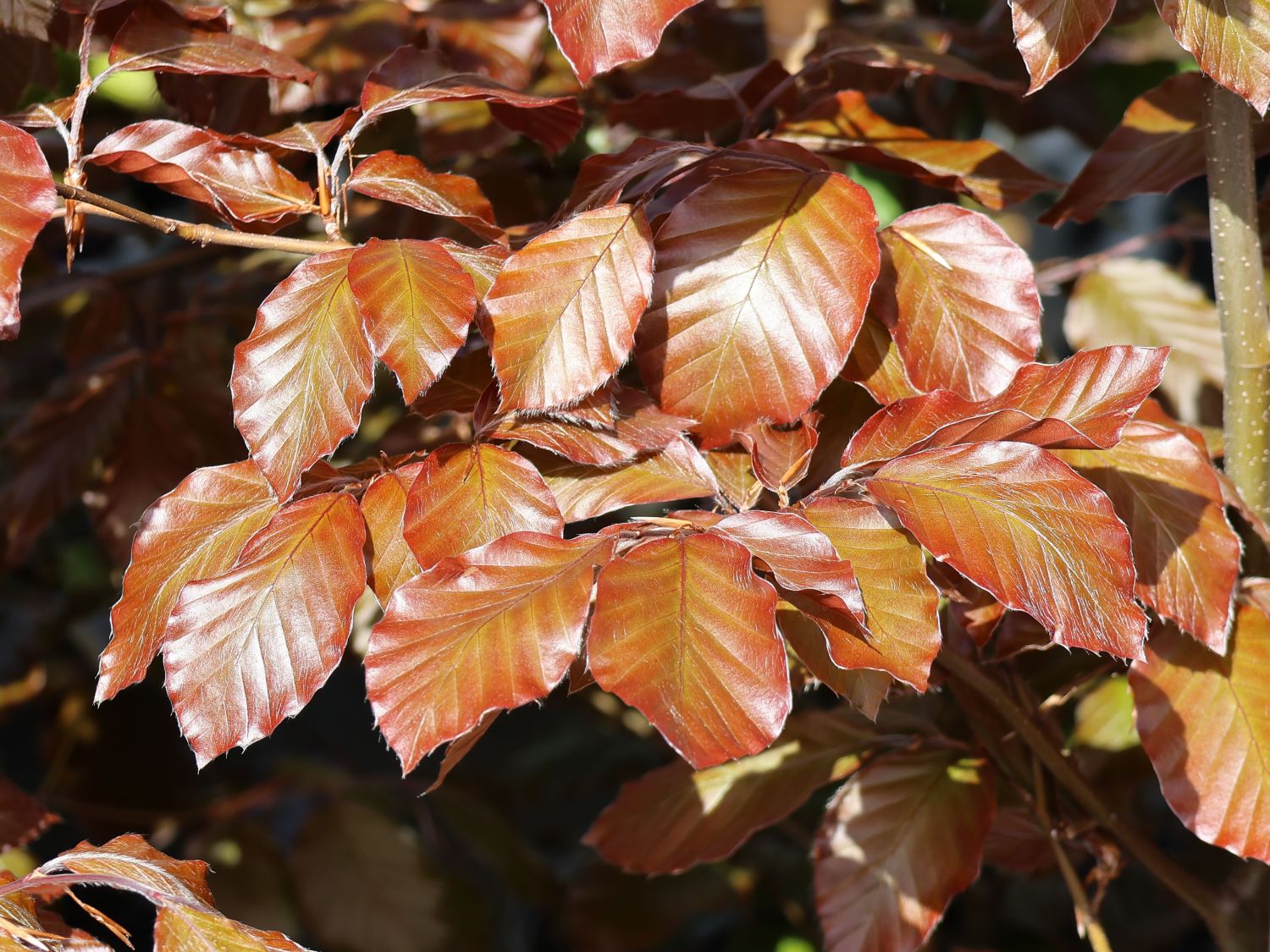 Blutbuche 'Purpurea' - Fagus sylvatica 'Purpurea'