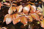 Blutbuche 'Purpurea' - Fagus sylvatica 'Purpurea'