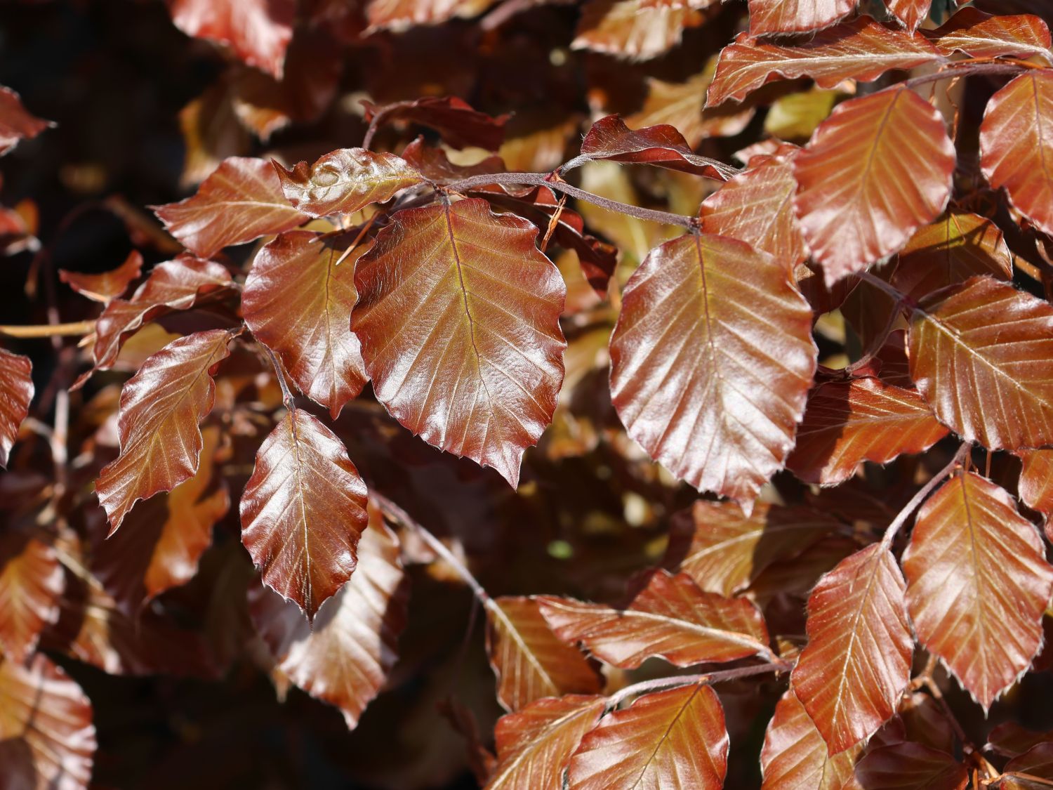 Blutbuche 'Purpurea' - Fagus sylvatica 'Purpurea'