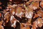 Blutbuche 'Purpurea' - Fagus sylvatica 'Purpurea'