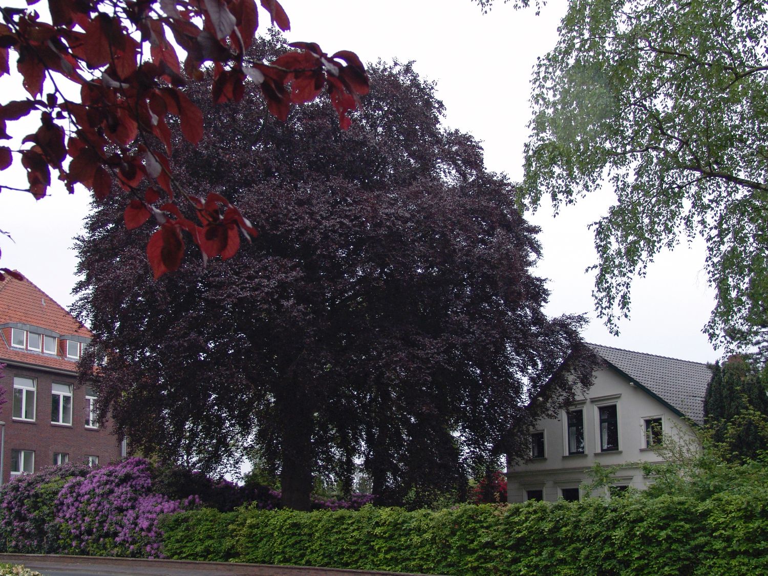Blutbuche 'Swat Magret' - Fagus sylvatica 'Swat Magret'