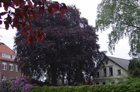 Blutbuche 'Swat Magret' - Fagus sylvatica 'Swat Magret'