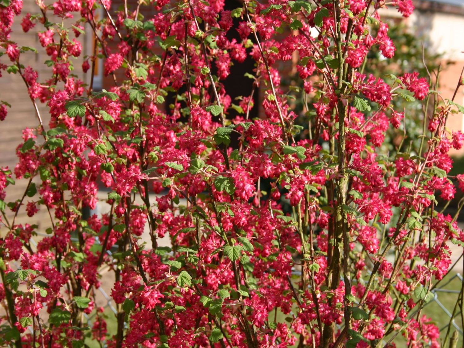 Blutjohannisbeere 'King Edward VII' / Zierjohannisbeere Buntstifter 'King Edward VII' - Ribes sanguineum Buntstifter 'King Edward VII'