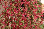 Blutjohannisbeere 'King Edward VII' / Zierjohannisbeere Buntstifter 'King Edward VII' - Ribes sanguineum Buntstifter 'King Edward VII'