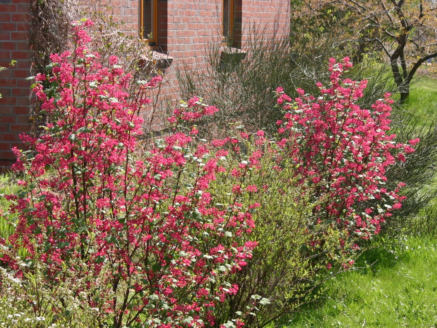 Blutjohannisbeere 'King Edward VII' / Zierjohannisbeere Buntstifter 'King Edward VII' - Ribes sanguineum Buntstifter 'King Edward VII'