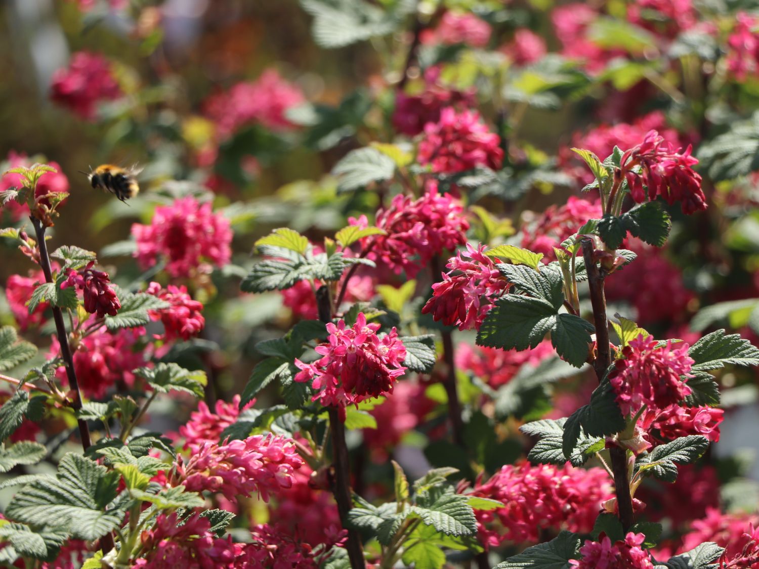 Blutjohannisbeere 'King Edward VII' / Zierjohannisbeere Buntstifter 'King Edward VII' - Ribes sanguineum Buntstifter 'King Edward VII'