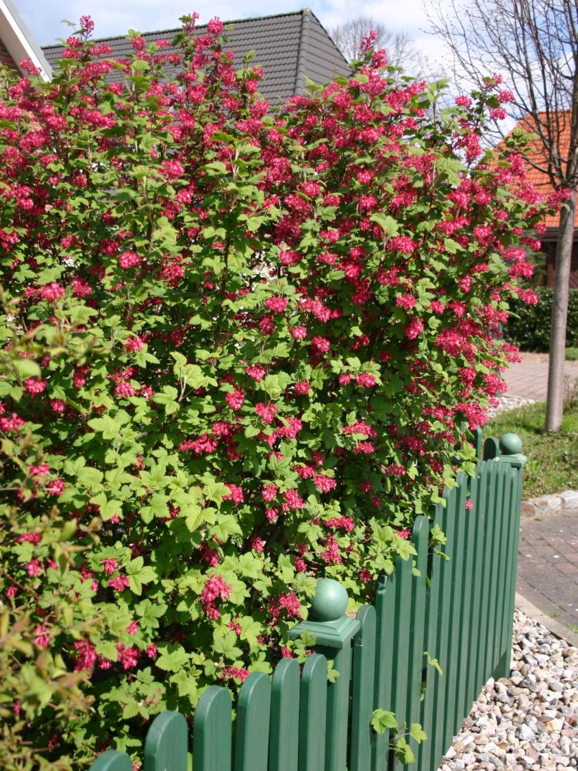 Blutjohannisbeere 'King Edward VII' / Zierjohannisbeere Buntstifter 'King Edward VII' - Ribes sanguineum Buntstifter 'King Edward VII'