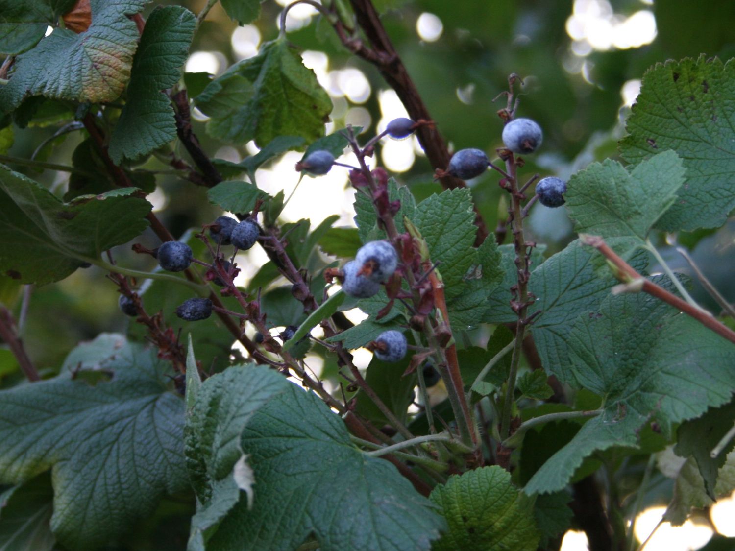 Blutjohannisbeere 'King Edward VII' / Zierjohannisbeere Buntstifter 'King Edward VII' - Ribes sanguineum Buntstifter 'King Edward VII'
