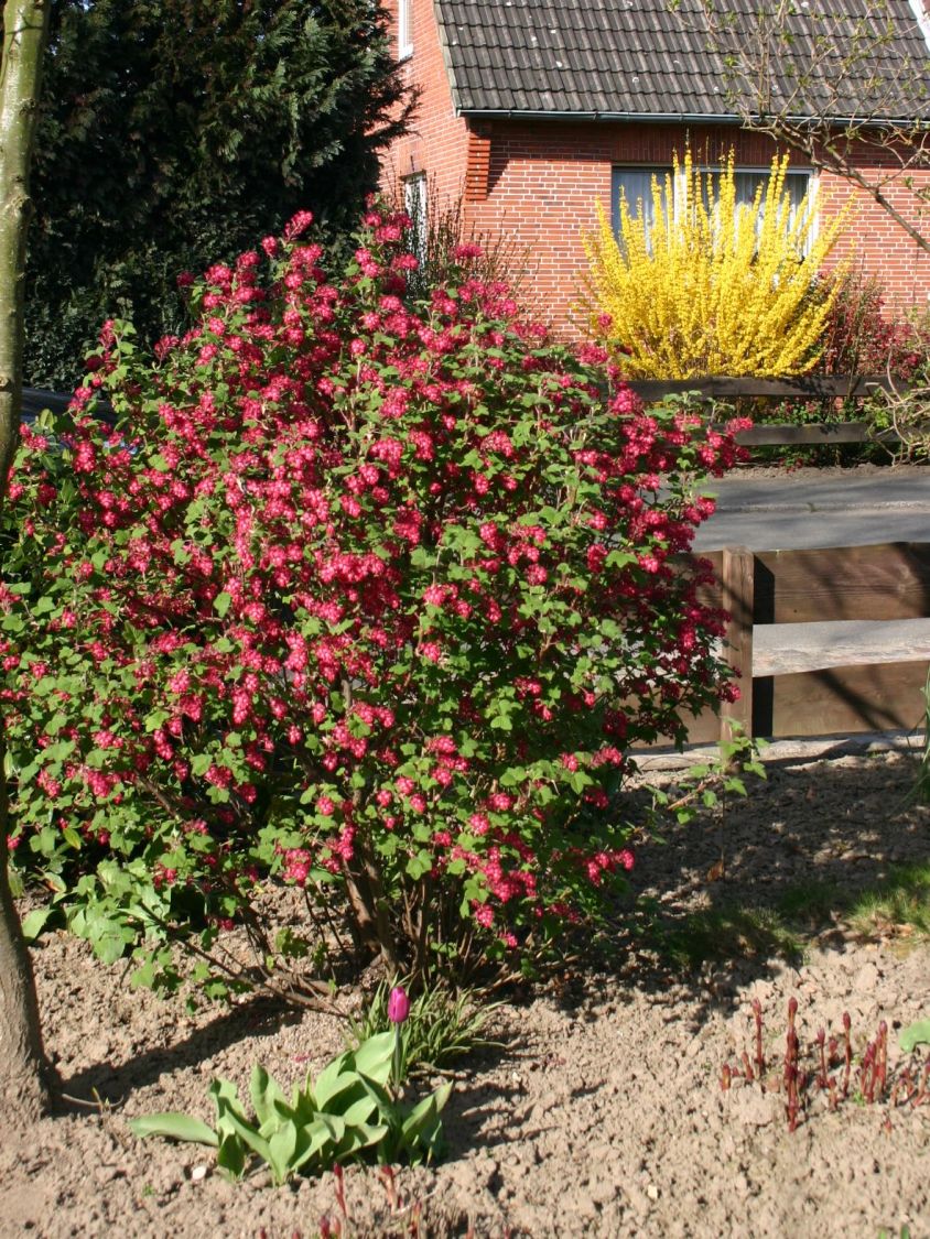 Blutjohannisbeere 'King Edward VII' / Zierjohannisbeere Buntstifter 'King Edward VII' - Ribes sanguineum Buntstifter 'King Edward VII'