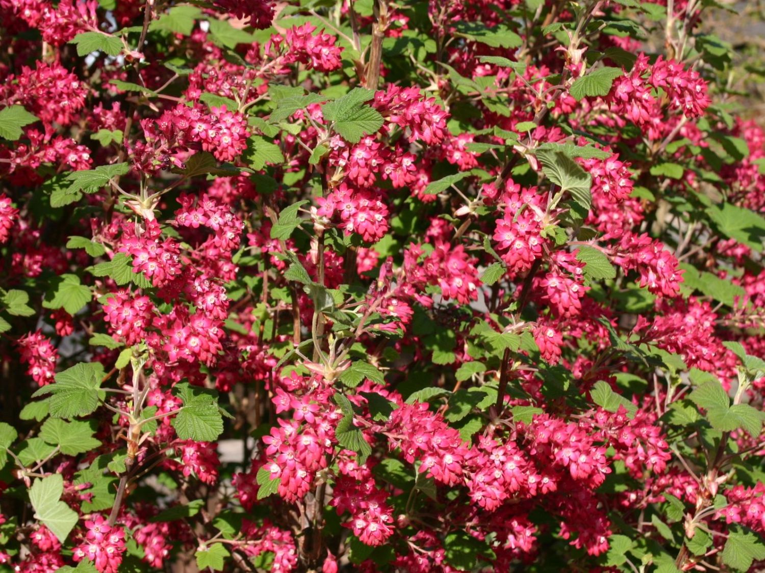 Blutjohannisbeere 'King Edward VII' / Zierjohannisbeere Buntstifter 'King Edward VII' - Ribes sanguineum Buntstifter 'King Edward VII'