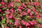Blutjohannisbeere 'King Edward VII' / Zierjohannisbeere Buntstifter 'King Edward VII' - Ribes sanguineum Buntstifter 'King Edward VII'