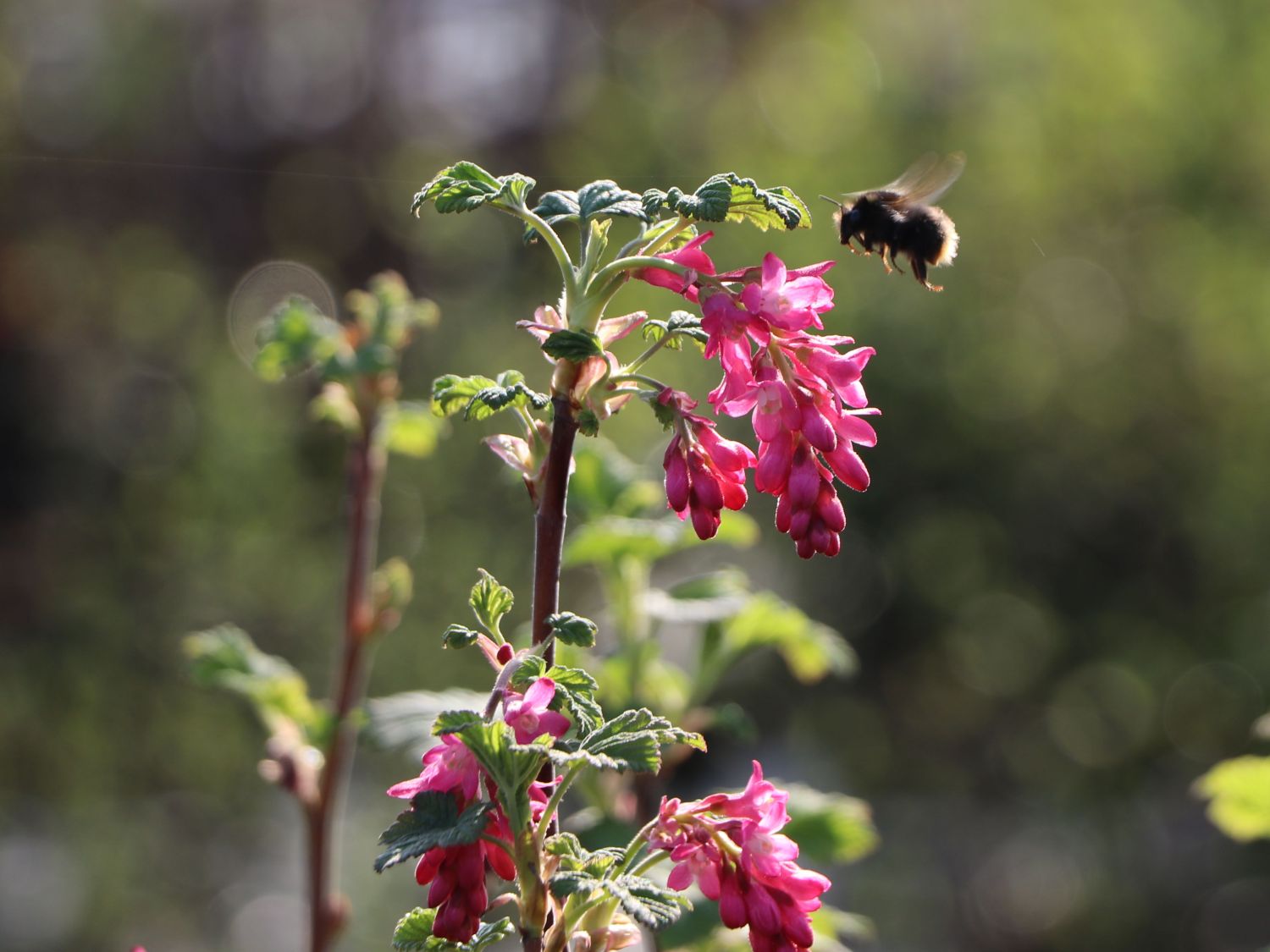 Blutjohannisbeere 'King Edward VII' / Zierjohannisbeere Buntstifter 'King Edward VII' - Ribes sanguineum Buntstifter 'King Edward VII'