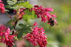 Blutjohannisbeere 'King Edward VII' / Zierjohannisbeere Buntstifter 'King Edward VII' - Ribes sanguineum Buntstifter 'King Edward VII'