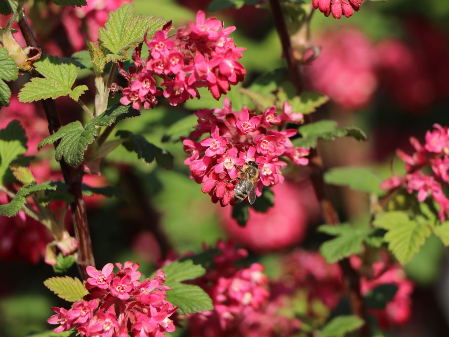 Blutjohannisbeere 'King Edward VII' / Zierjohannisbeere Buntstifter 'King Edward VII' - Ribes sanguineum Buntstifter 'King Edward VII'