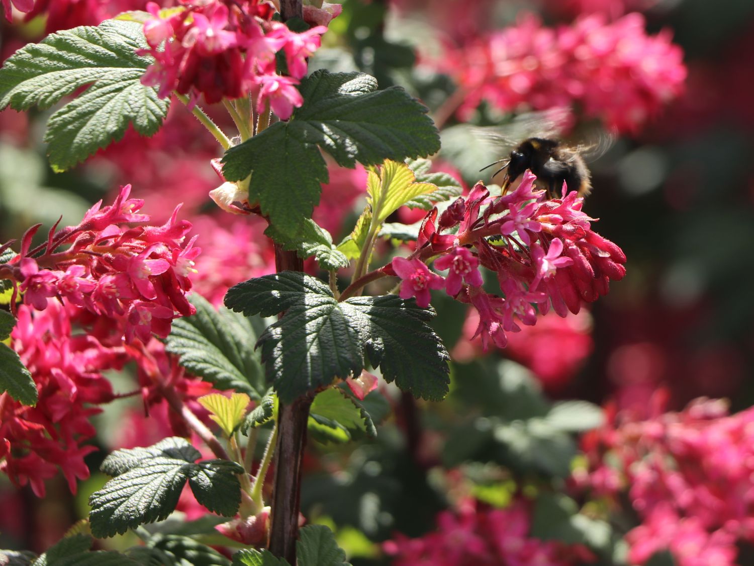 Blutjohannisbeere 'King Edward VII' / Zierjohannisbeere Buntstifter 'King Edward VII' - Ribes sanguineum Buntstifter 'King Edward VII'