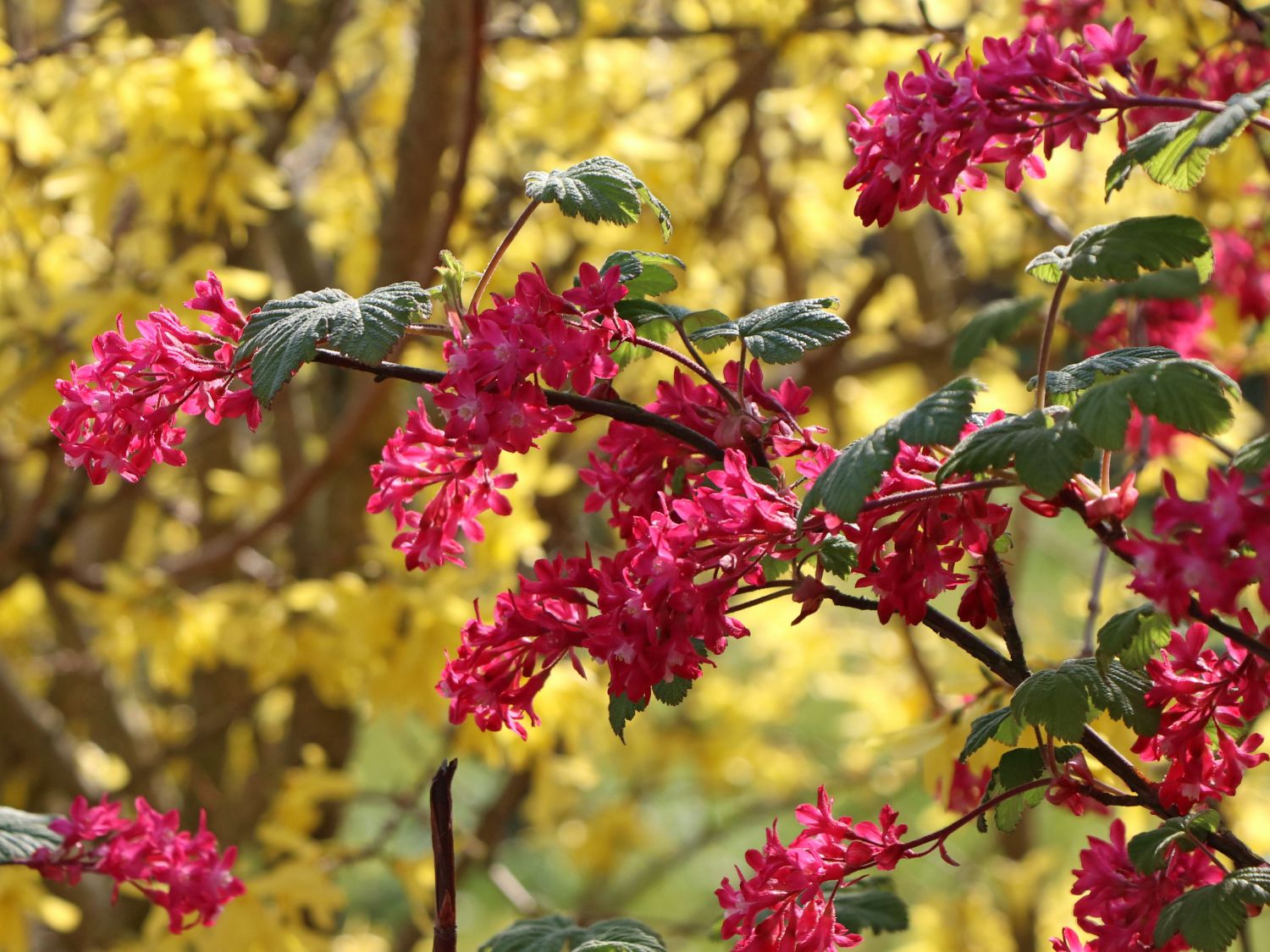 Blutjohannisbeere  'King Edward VII' / Zierjohannisbeere 'King Edward VII'