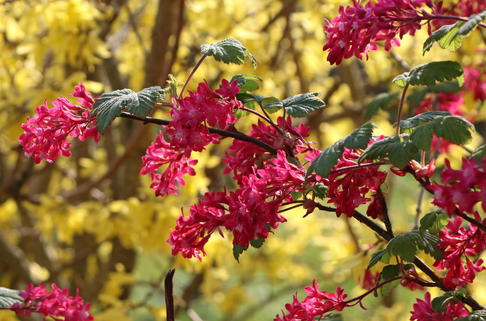 Blutjohannisbeere 'King Edward VII' / Zierjohannisbeere 'King Edward VII' - Ribes sanguineum 'King Edward VII'