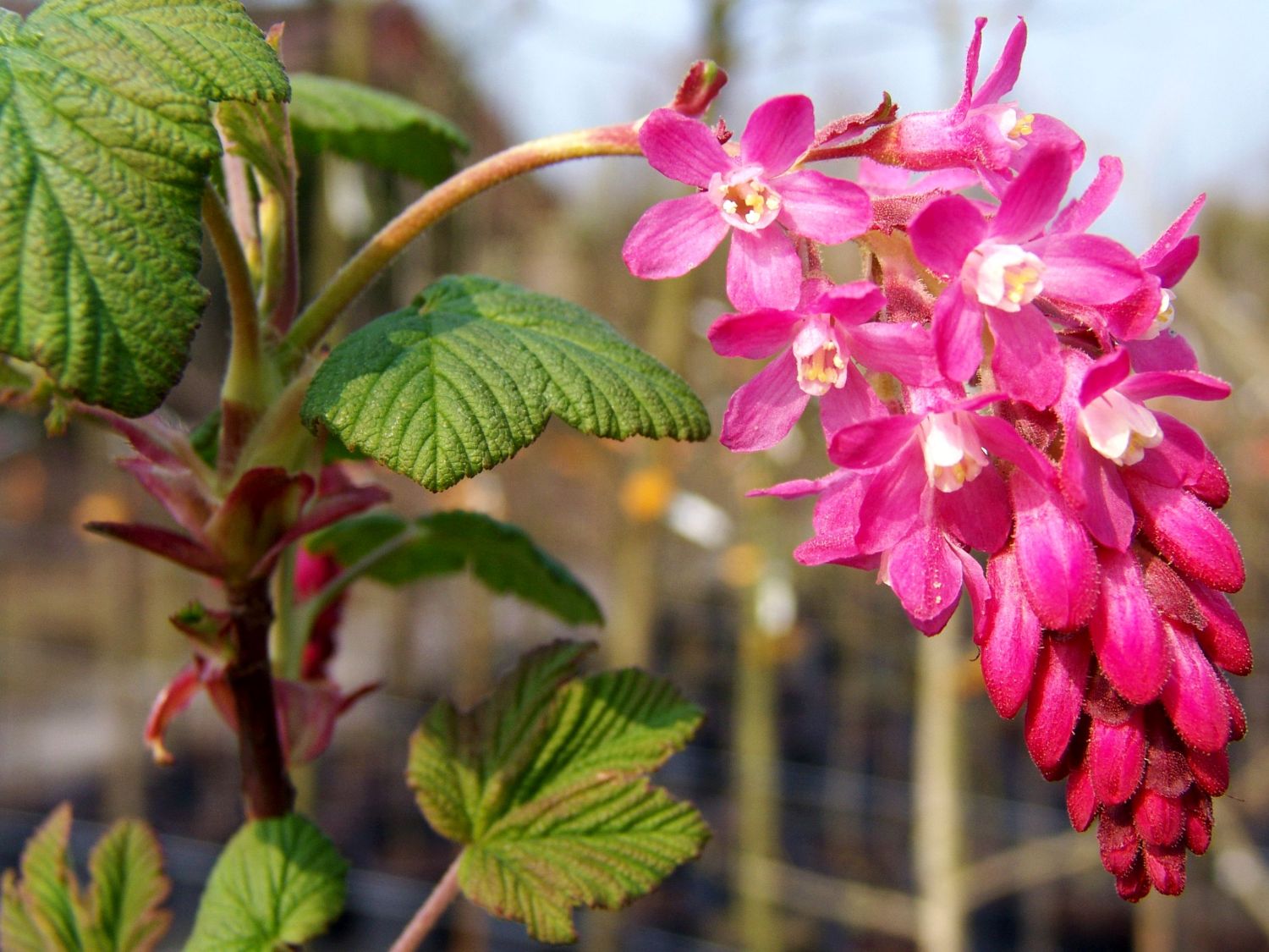 Blutjohannisbeere / Zierjohannisbeere