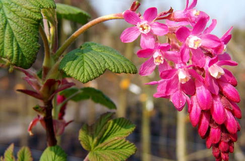Blutjohannisbeere / Zierjohannisbeere - Ribes sanguineum 'Koja'