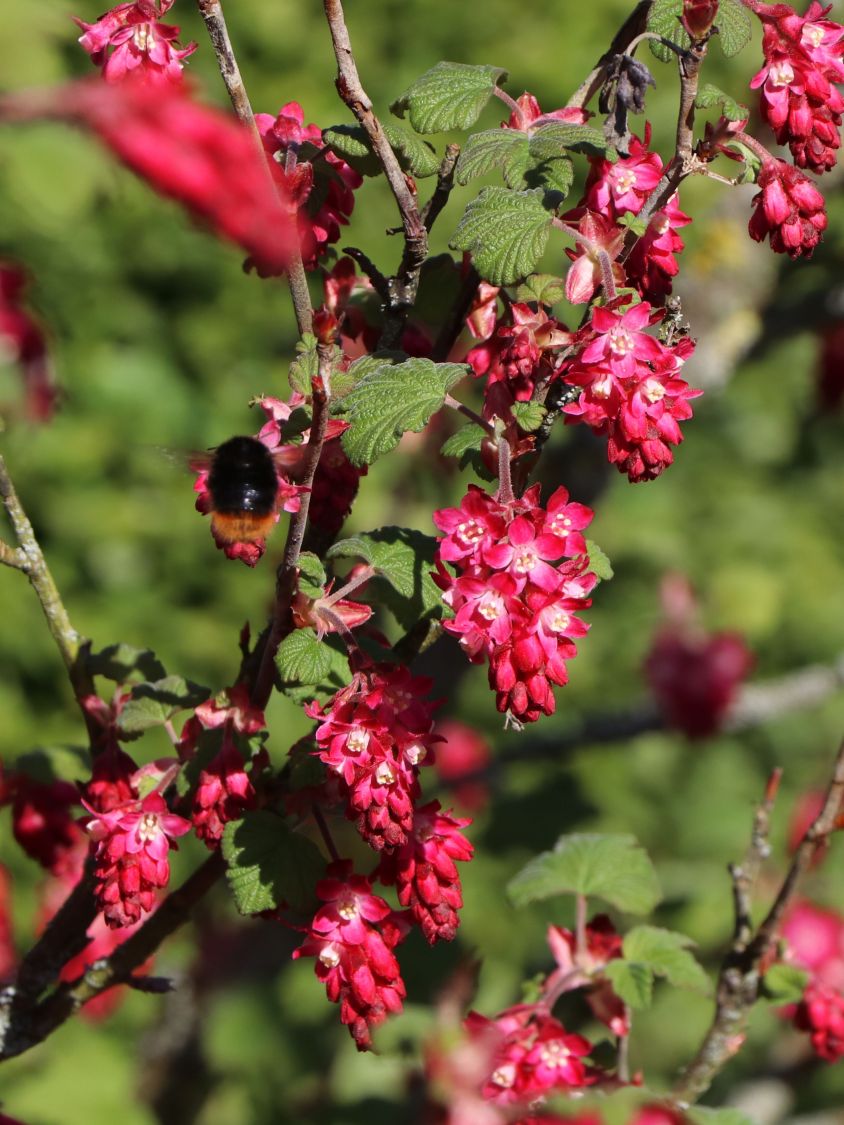 Blutjohannisbeere / Zierjohannisbeere Ribes sanguineum 'Koja