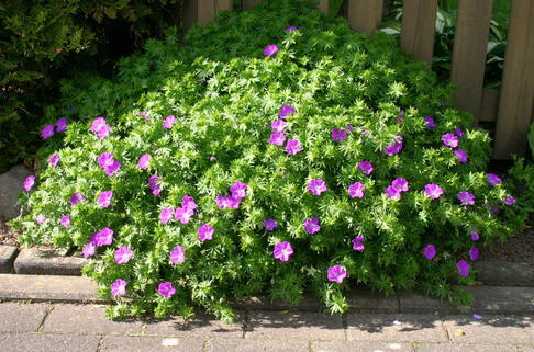 Blutroter Storchschnabel - Geranium sanguineum