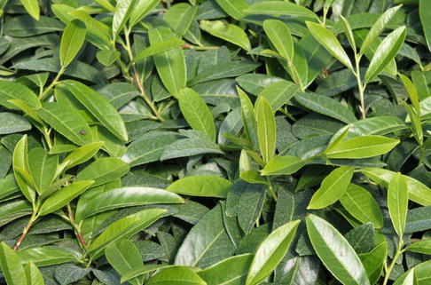 Bodendecker Kirschlorbeer 'Mount Vernon' - Prunus laurocerasus 'Mount Vernon'