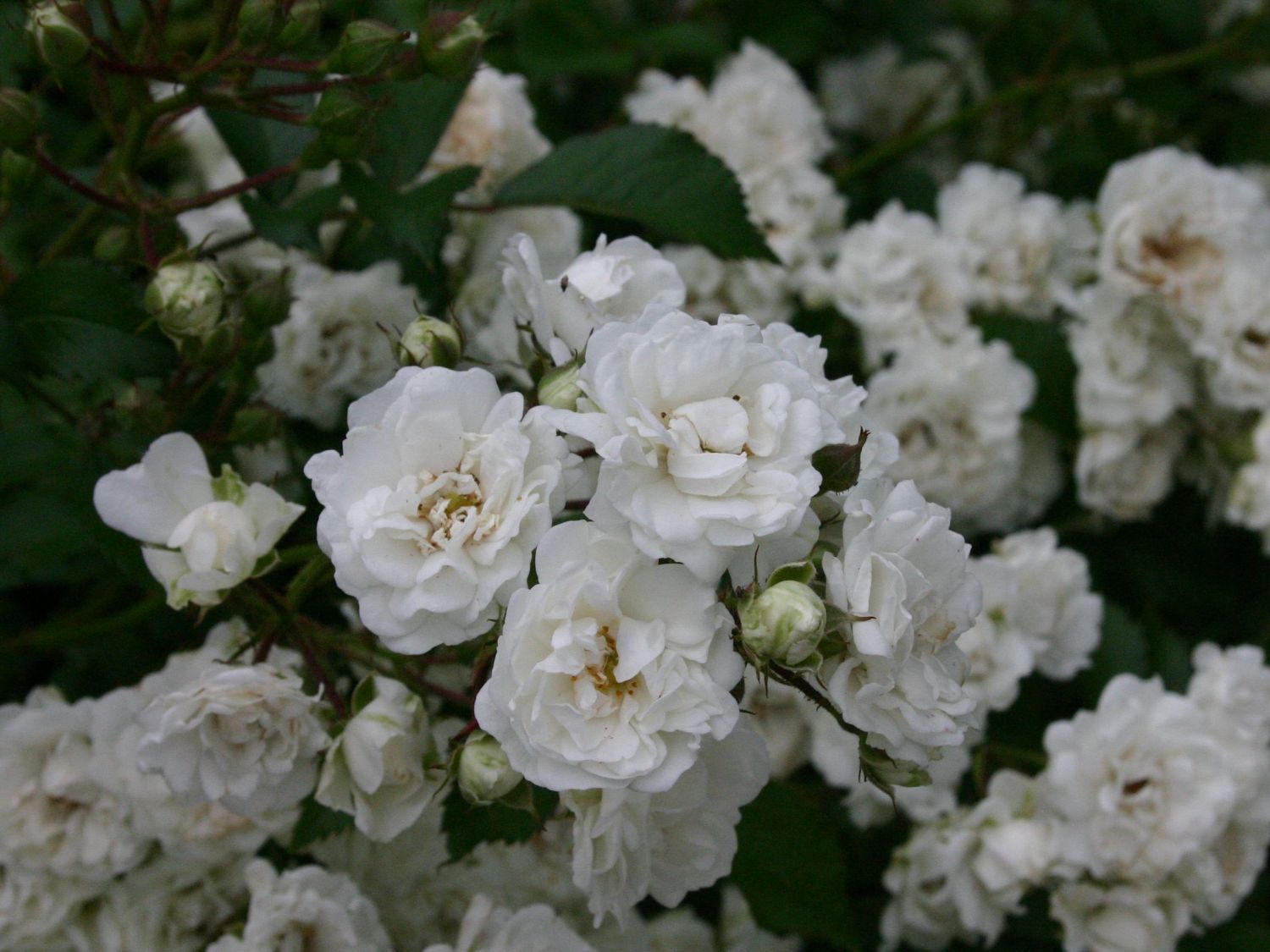 Bodendecker-Rose 'Alba Meidiland' ®
