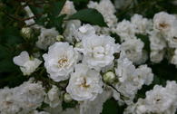 Bodendecker-Rose 'Alba Meidiland' ®