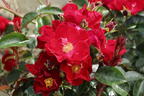 Bodendecker-Rose 'Alcantara' ® - Rosa 'Alcantara' ®