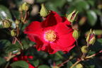 Bodendecker-Rose 'Alcantara' ® - Rosa 'Alcantara' ®