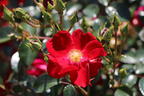 Bodendecker-Rose 'Alcantara' ® - Rosa 'Alcantara' ®
