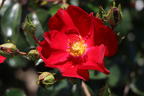 Bodendecker-Rose 'Alcantara' ® - Rosa 'Alcantara' ®