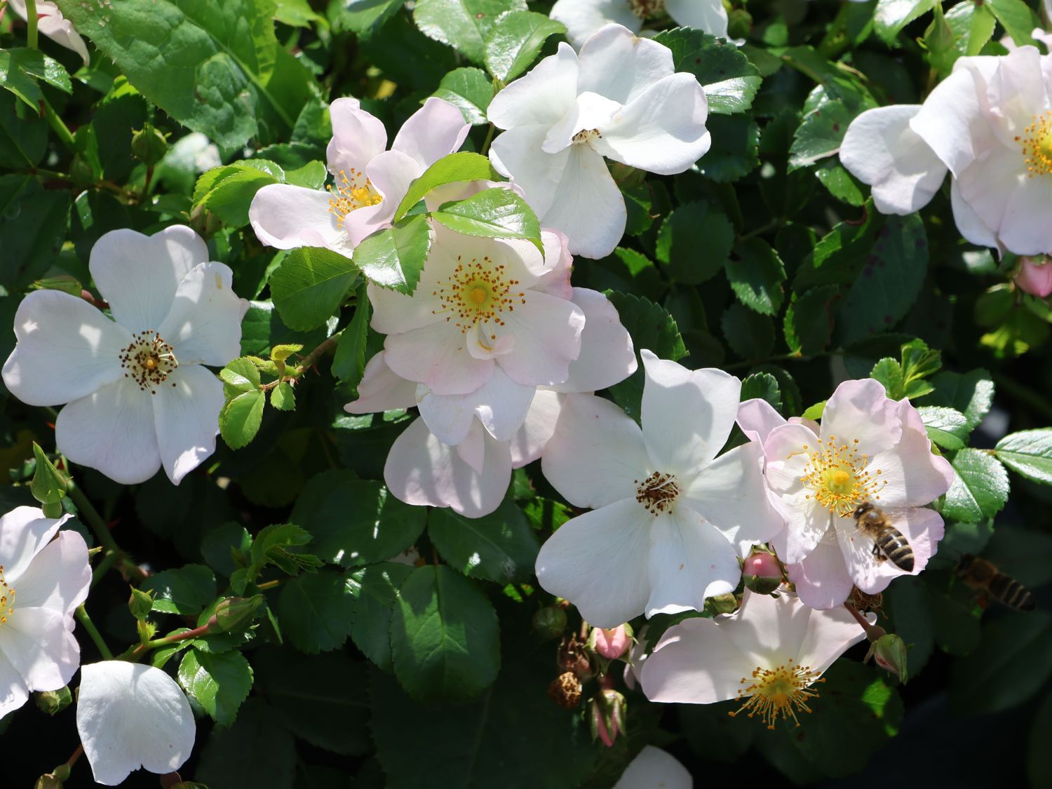 Bodendecker-Rose 'Apfelblüte' ®