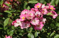 Bodendecker-Rose 'Ballerina'