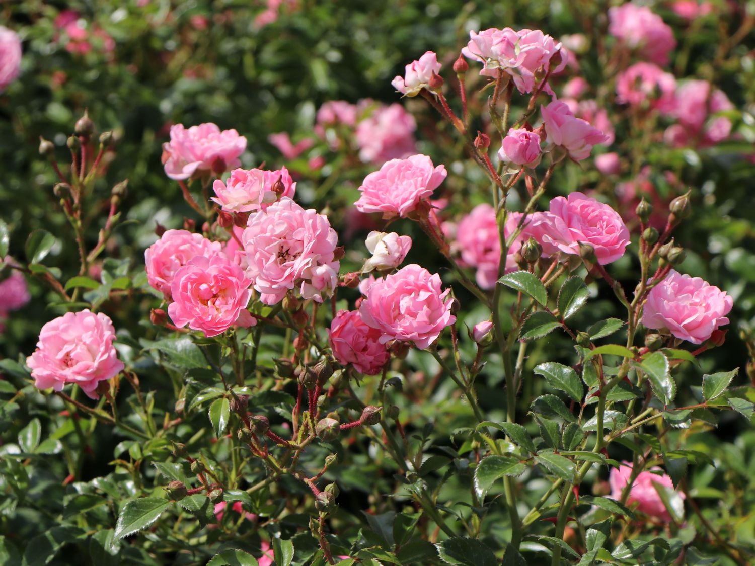 Bodendecker-Rose / Beetrose 'The Fairy' - Rosa 'The Fairy'