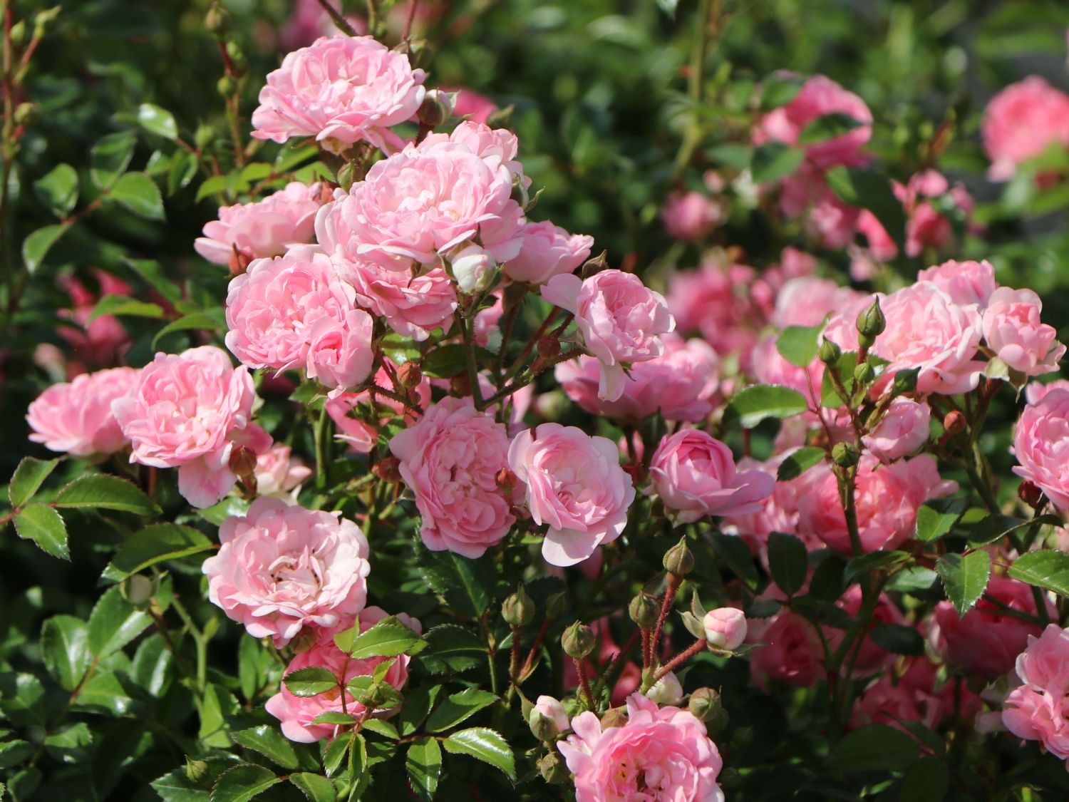 Bodendecker-Rose / Beetrose 'The Fairy' - Rosa 'The Fairy'