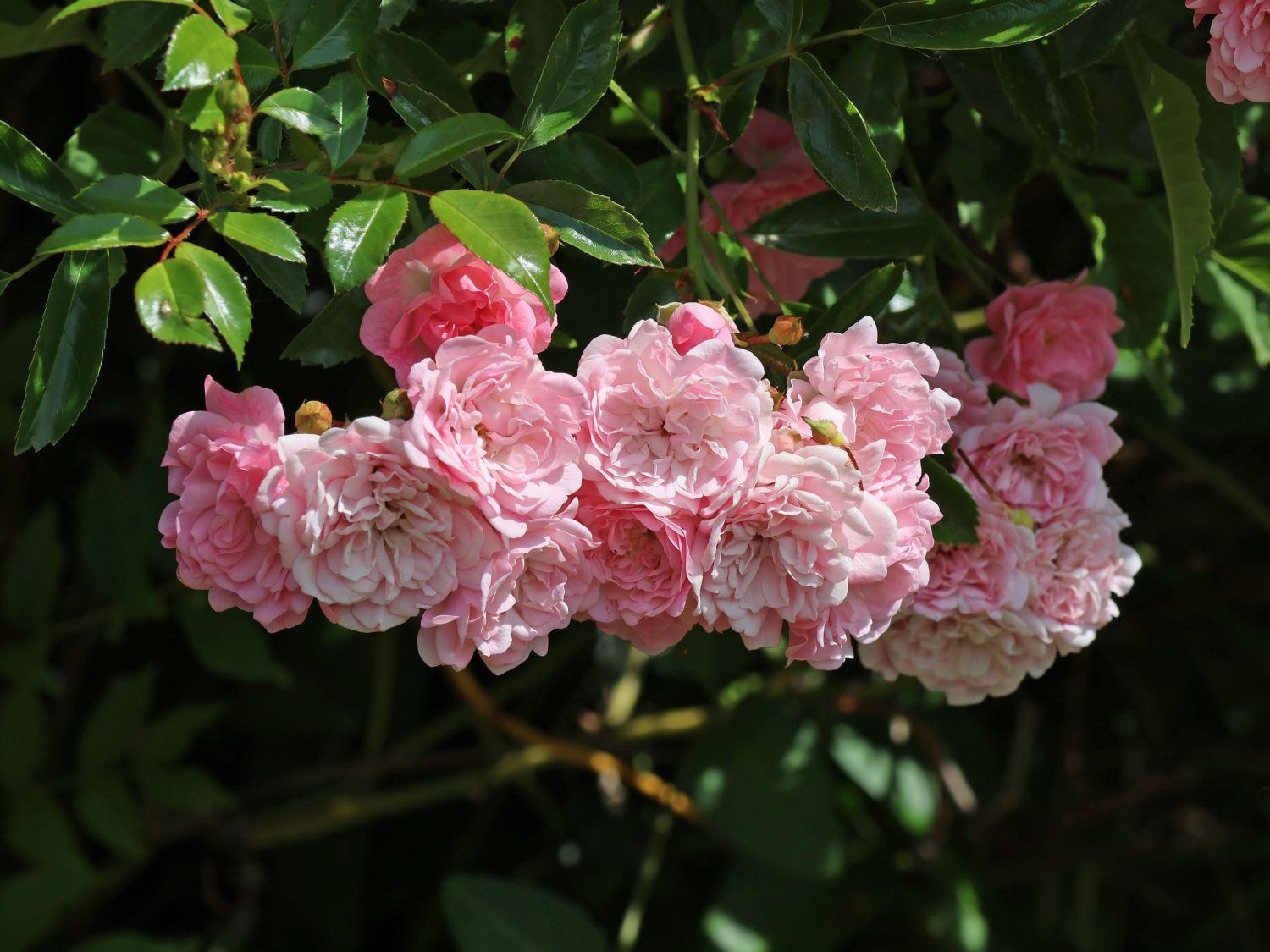 Bodendecker-Rose / Beetrose 'The Fairy' - Rosa 'The Fairy'
