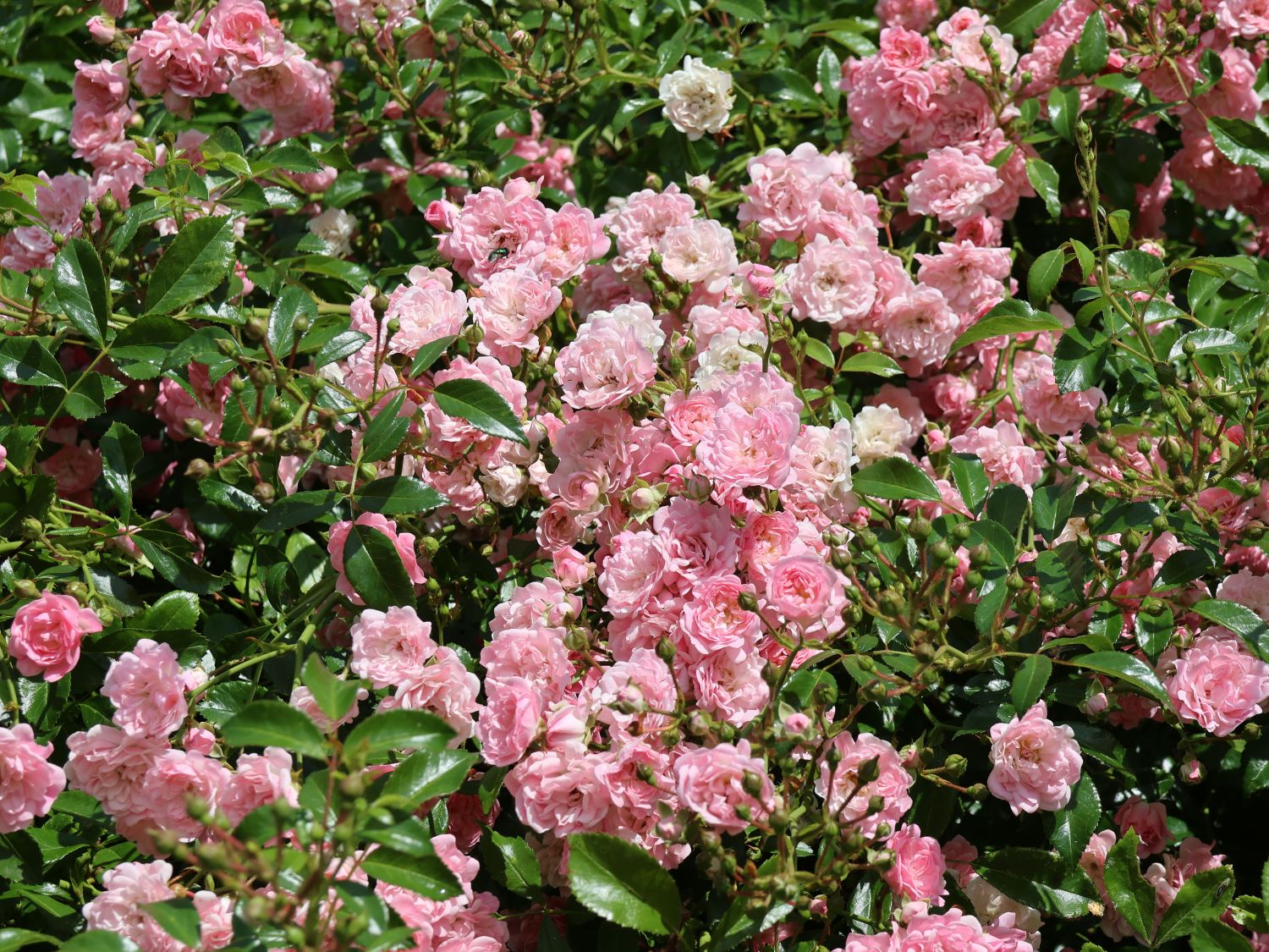 Bodendecker-Rose / Beetrose 'The Fairy' - Rosa 'The Fairy'