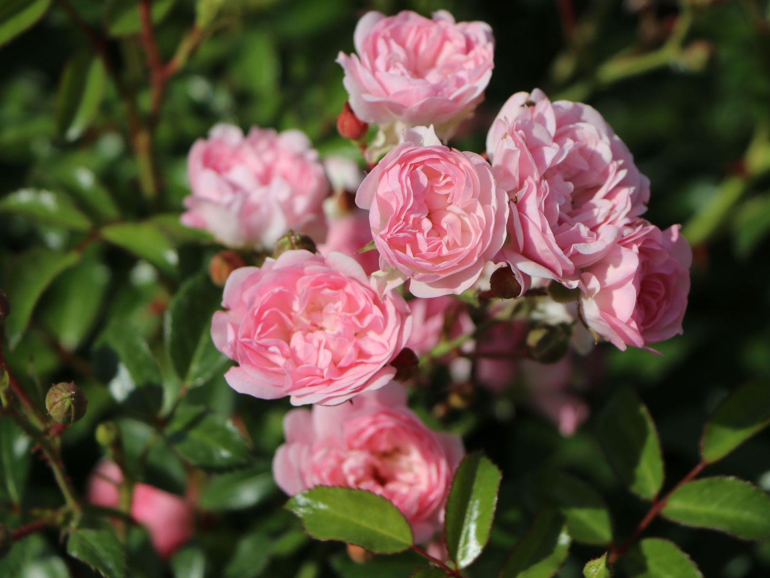 Bodendecker-Rose / Beetrose 'The Fairy' - Rosa 'The Fairy'