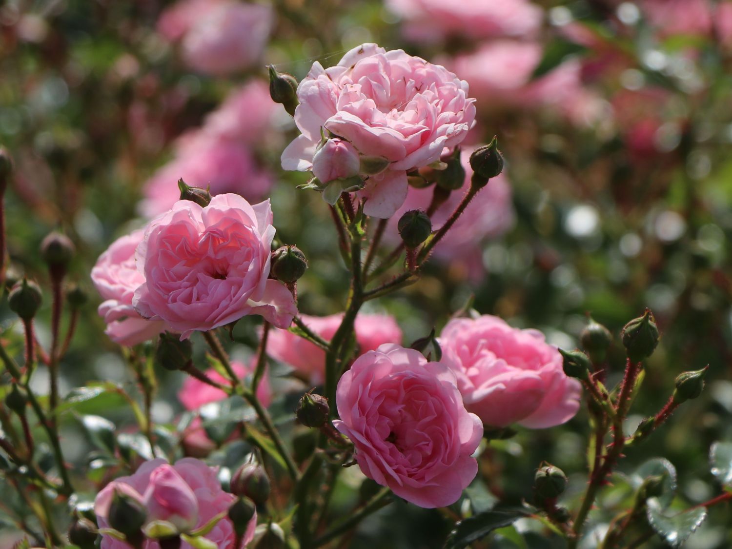 Bodendecker-Rose / Beetrose 'The Fairy' - Rosa 'The Fairy'
