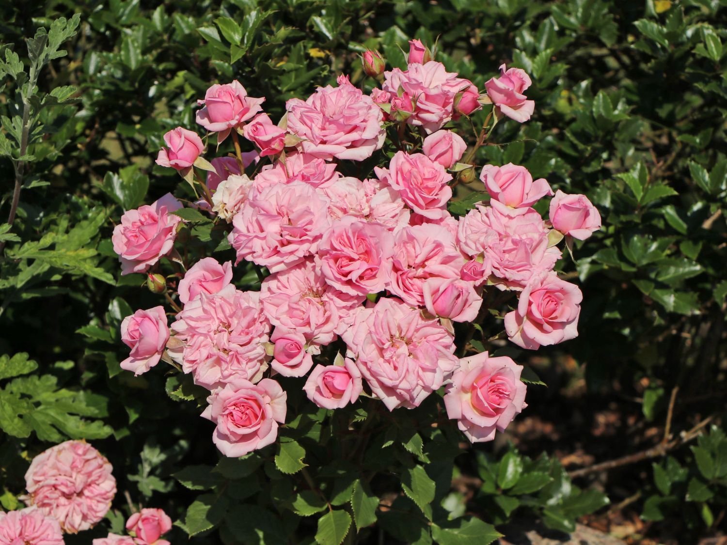 Bodendecker-Rose / Beetrose 'The Fairy' - Rosa 'The Fairy'